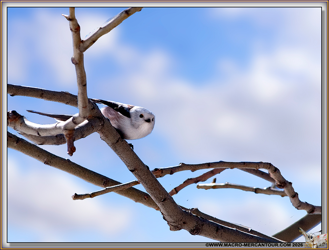 09-MESANGE LONGUE QUEUE_41340@3x-D copie